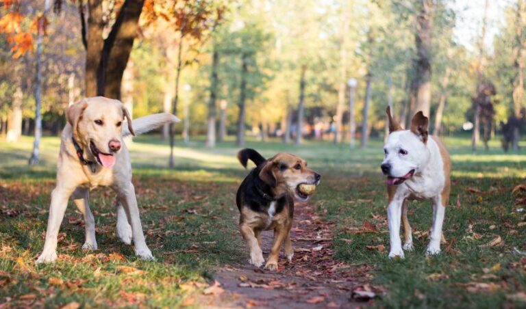 The Final Data: Tips on discover ways to Select a Canine Mattress for Huge Breeds